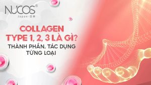 Collagen type 1 2 3 là gì? Thành phần, tác dụng từng loại